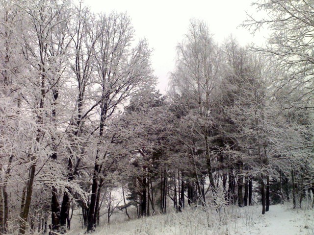 20090319.jpg